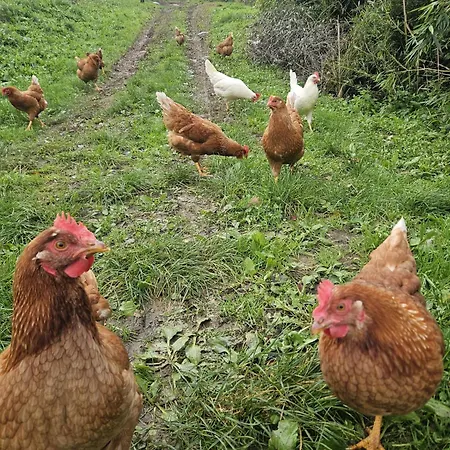 Farma Podere Il Sorriso Degli Angeli